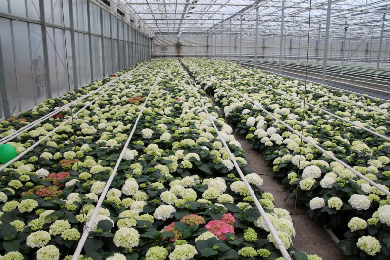 pepiniere--min_nursery-hydrangea-white-flowers-greenhouse-flower-1609210-pxhere.com